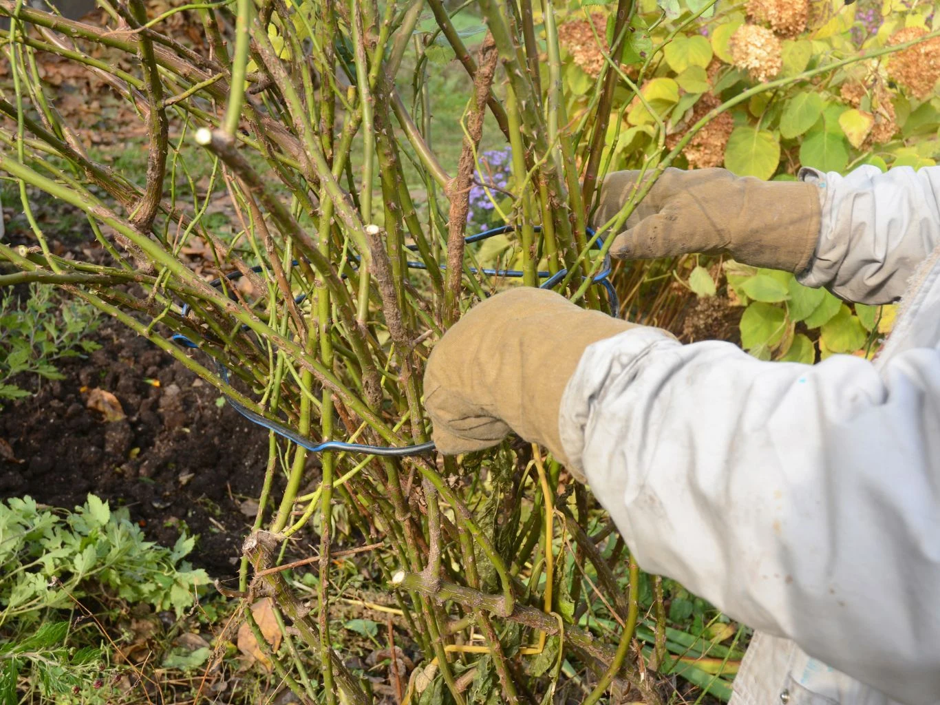 Osoba w rękawicach ogrodniczych przycina i związuje gałęzie krzewu ogrodowego, widoczne suche kwiatostany i zielone liście w tle.