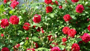 Idealna ściana kwiatów latem. Niezawodny sposób cięcia róż pnących
