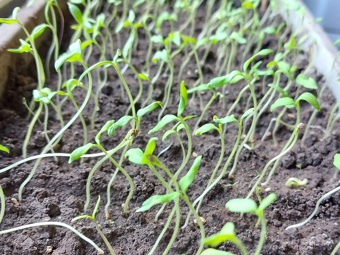 Zielone siewki o cienkich łodyżkach i drobnych liściach wyrastające gęsto z żyznej, wilgotnej ziemi w pojemniku.