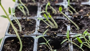 Złamana sadzonka pomidora? Poznaj trik z literą U i uratuj roślinę