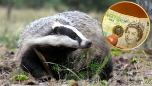 Borsuk to jeden ze zwierzęcych symboli Wielkiej Brytanii