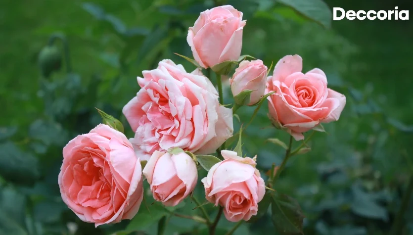 Wiosenne nawożenie róż