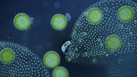 Czy można wykorzystać biologiczną fotosyntezę do produkcji energii elektrycznej i paliw słonecznych? 