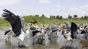 Marabuty na podmokłych trzęsawiskach Afryki. Te tereny to wielka różnorodność biologiczna