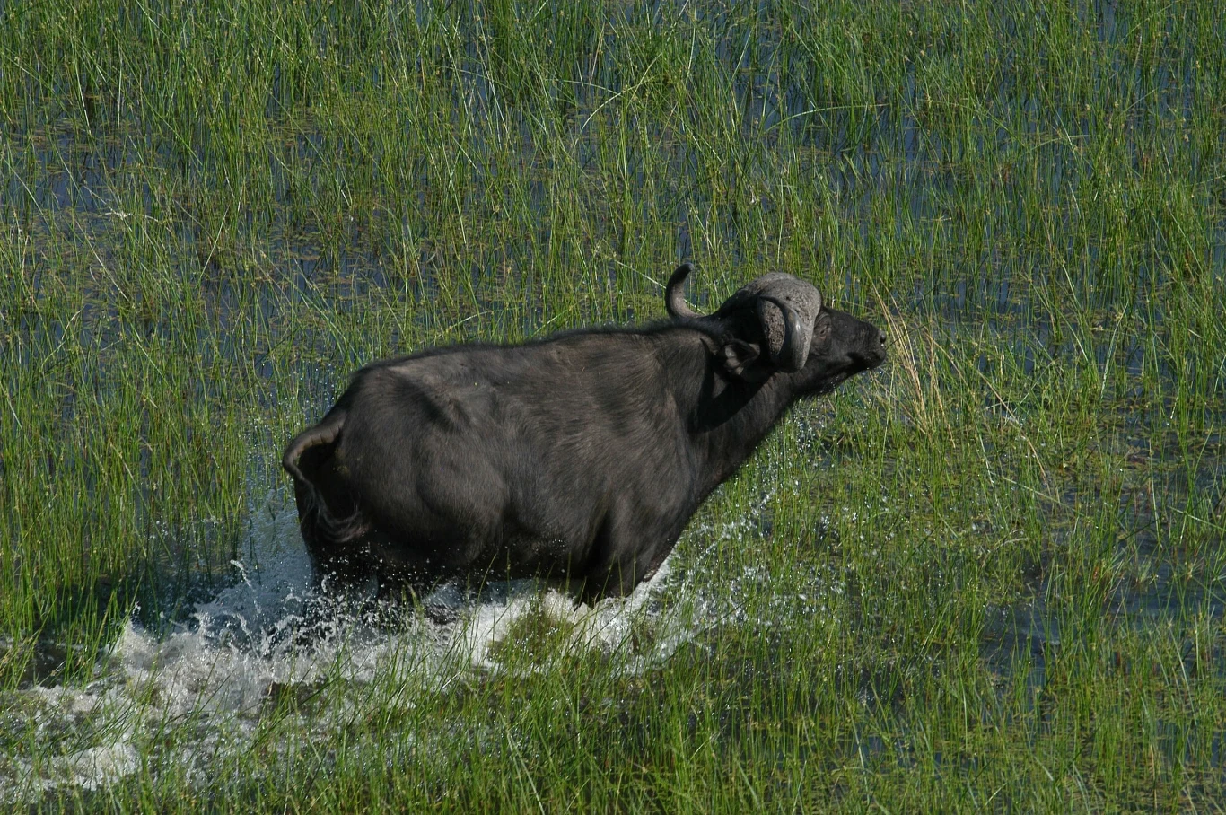 Bawół afrykański biegnący przez płytką wodę wśród gęstej trawy, dynamicznie rozchlapując wodę pod nogami.