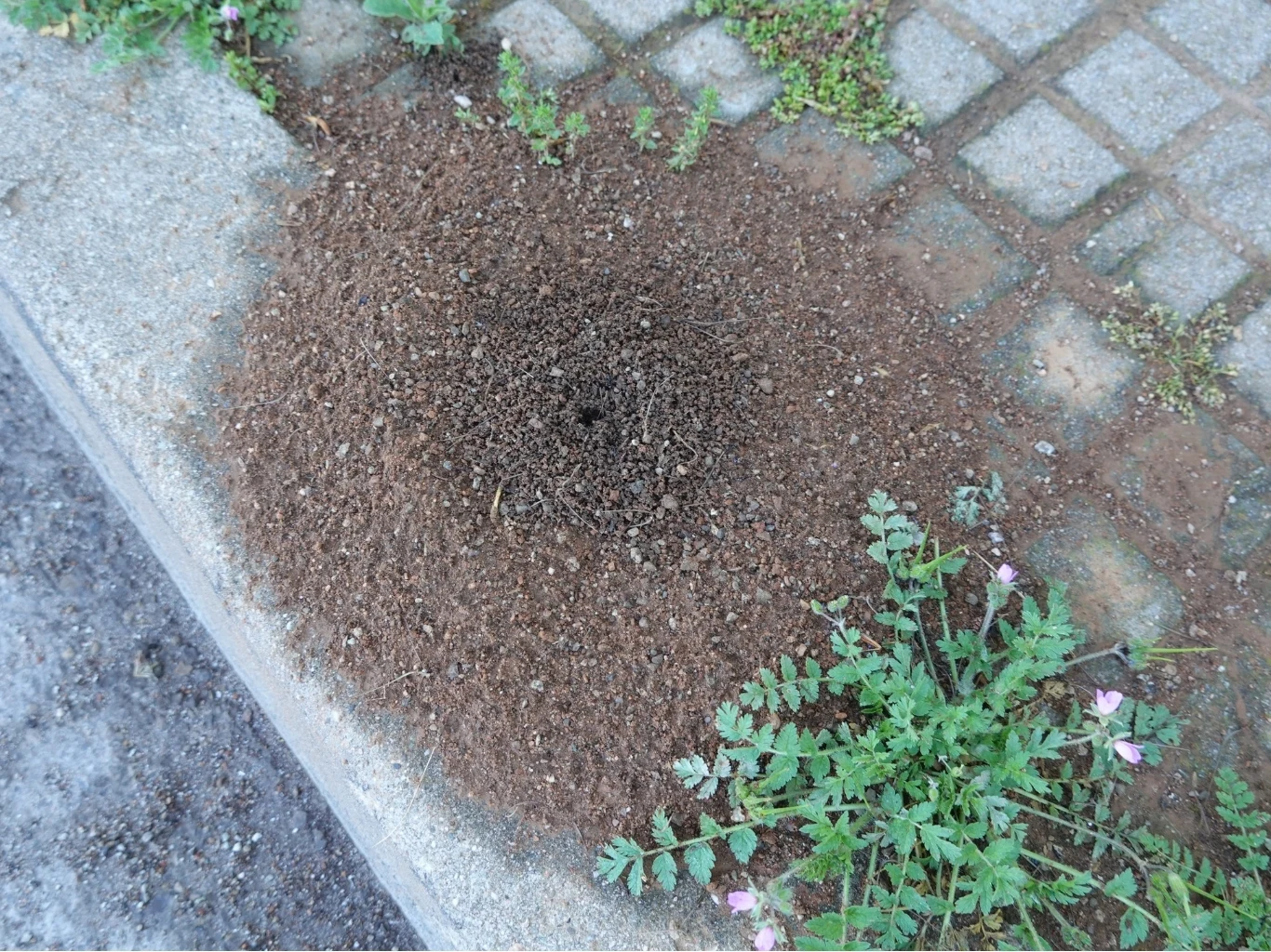 Duża kopczykowana mrowisko z wyraźnym otworem wejściowym na tle kostki chodnikowej, otoczone roślinami i drobnymi kwiatami.