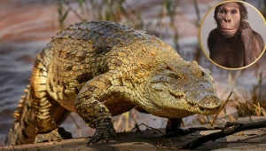 Dawne krokodyle polowały na przodków ludzi. Jeden z nich był nawet specjalistą