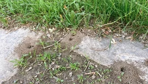 Domowe metody zwalczania mrówek w ogrodzie. Użyj składników z kuchni