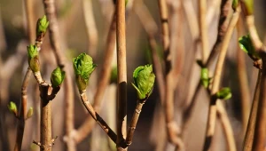 Jak odżywić hortensje po zimowym spoczynku?