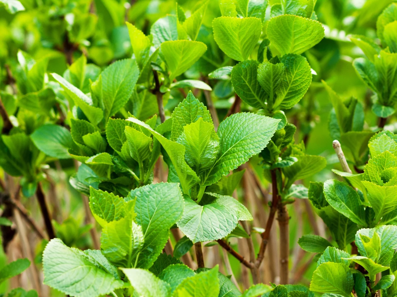 Młode, jasnozielone liście hortensji wyrastające gęsto na cienkich łodygach, tworzące bujną i świeżą zieleń.