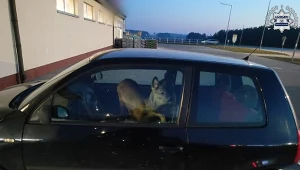 Kobieta nie mogła czekać na przyjazd służb ze względu na pracę i postanowiła pomóc rannemu zwierzęciu na własną rękę