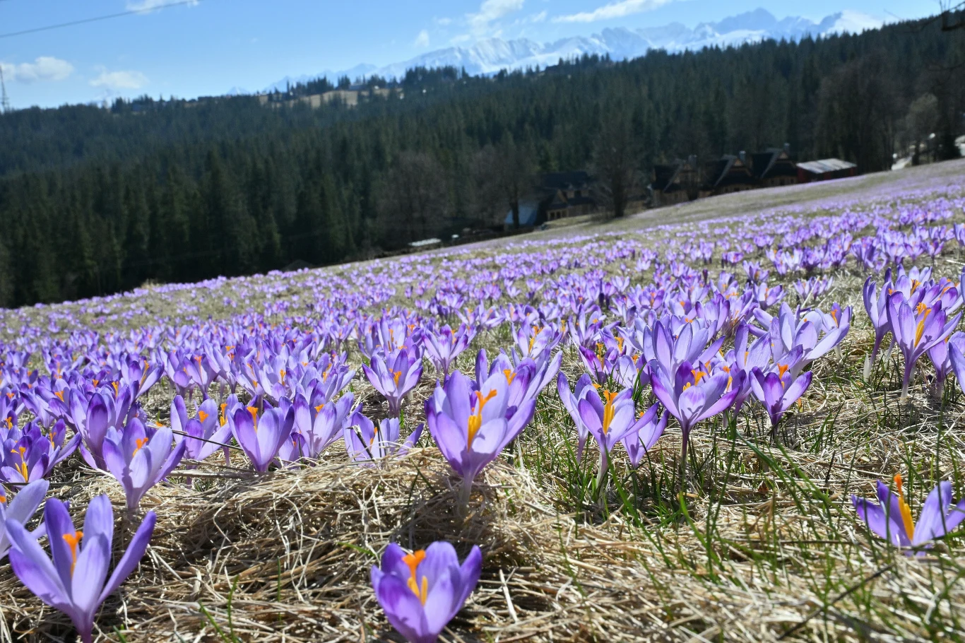 Rozległa łąka pokryta fioletowymi krokusami na tle lasu iglastego, z widocznymi w oddali pojedynczymi górskimi chatami.