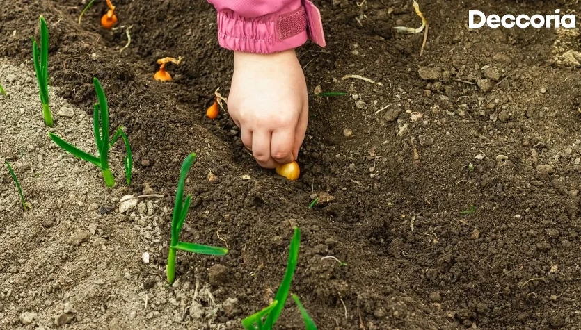 Zaprawianie cebuli dymki przed sadzeniem