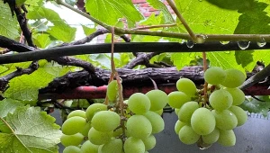 Pędy będą się uginać od słodkich gron. W marcu pamiętaj o winorośli