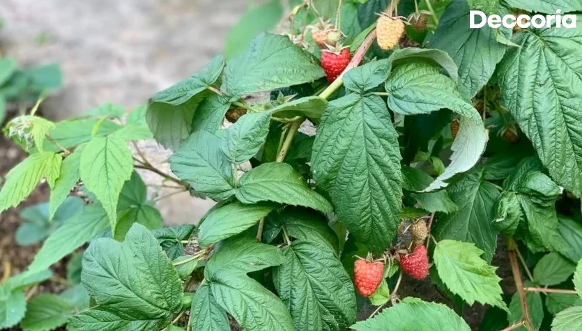 Wiosenne nawożenie malin