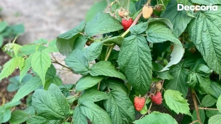 Wiosenne nawożenie malin