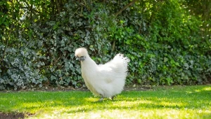 Wcinają kleszcze i uciążliwe ślimaki. To kury o jedwabistych piórach