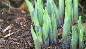 Czym dokarmiać hosty wczesną wiosną? 