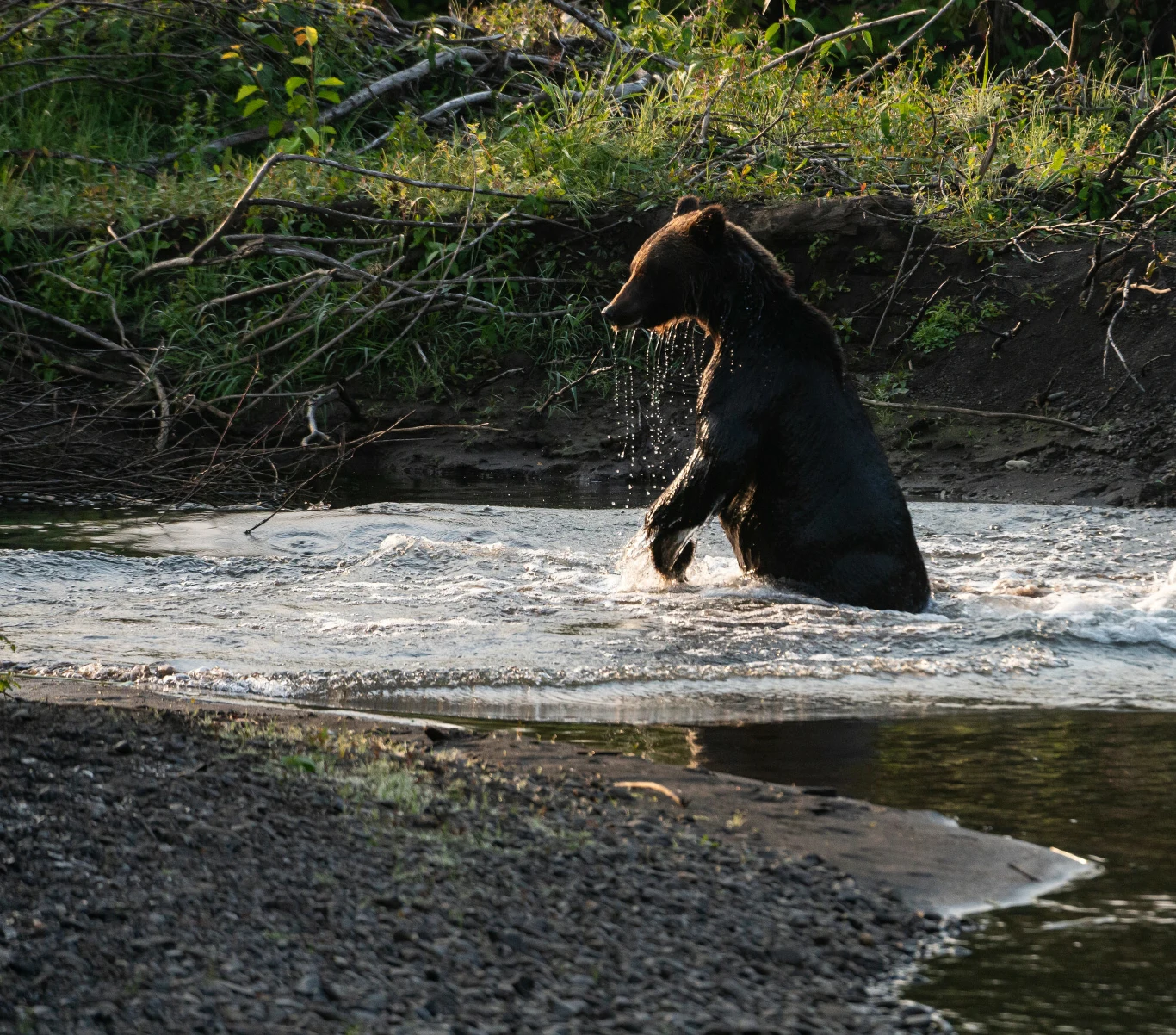 Niedźwiedź stojący w płytkim strumieniu, z mokrą sierścią, otoczony przez gęstą zieleń i gałęzie po obu stronach brzegu.