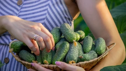 Jakie ogórki są najlepsze do kiszenia? Warto wybierać te odmiany.