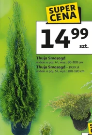 Thuja