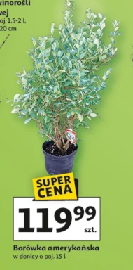 Borówka amerykańska