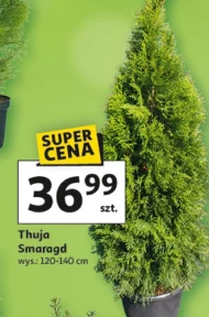 Thuja