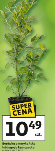 Borówka amerykańska