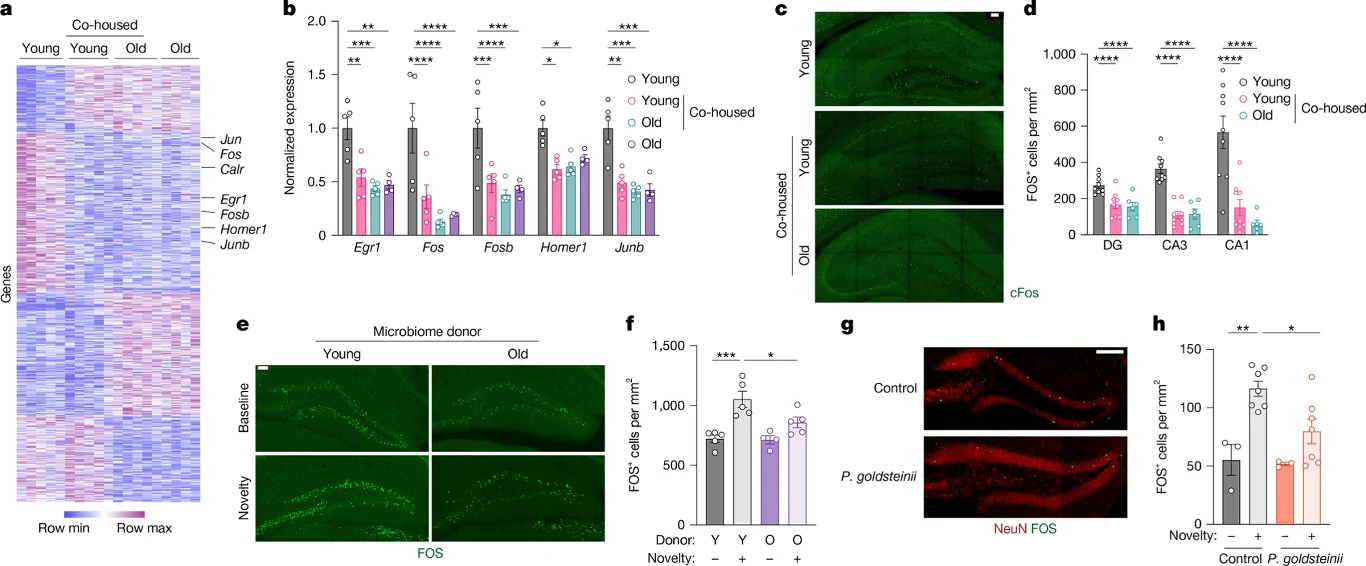 Wpływ mikrobiomu jelitowego na funkcje hipokampa u myszy Porównanie danych molekularnych i morfologicznych u młodych i starych myszy, w tym analiza ekspresji genów (heatmapa po lewej), ilości oraz formowania kolców dendrytycznych (wykresy słupkowe i mikroskopowe obrazy struktur hippocampusa barwionych na zie...