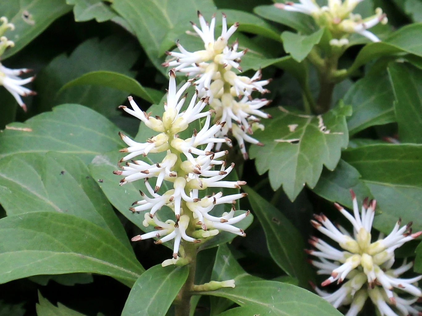 Białe, gwiazdkowate kwiaty o długich, cienkich płatkach zebrane w gęste grona, otoczone ciemnozielonymi, błyszczącymi liśćmi o ząbkowanych brzegach.