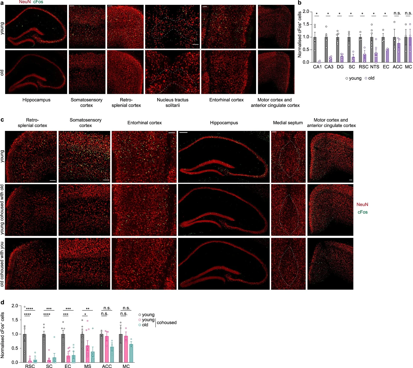 "Stary" mikrobiom upośledza odpowiedź neuronalną na nowości. Trudniej jest uczyć się i zapamiętywać Zestawienie mikroskopowych obrazów wybarwionych czerwonym markerem NeuN oraz zielonym c-Fos w różnych obszarach mózgu, pokazujących porównania aktywności neuronalnej między młodymi i starymi osobnikami oraz wykresy słupkowe ilustrujące ilościową analiz...