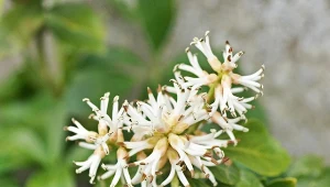 Runianka japońska staje się coraz popularniejsza w polskich ogrodach