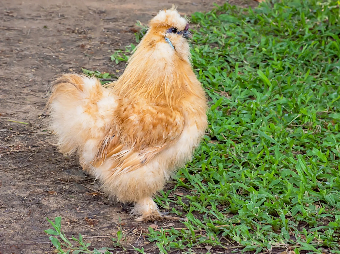 Kura jedwabista w ogrodzie