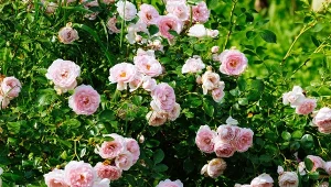 Kwiatów więcej niż liści. Stary patent na cięcie róż pnących wiosną