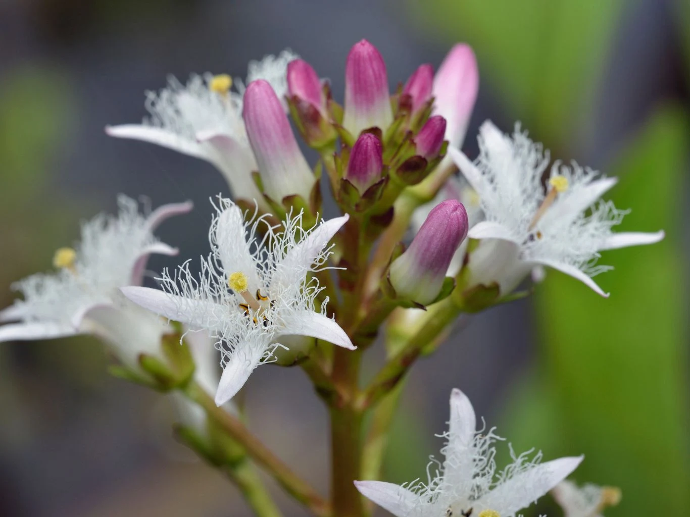 Białe kwiaty z frędzlowatymi płatkami i żółtymi pręcikami, otoczone przez fioletowo-różowe pąki, na zielonym tle lekko rozmytym w głębi pola.