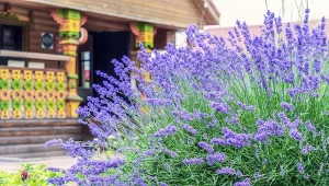 W marcu podsyp tym lawendę. W sezonie jej kolor i zapach cię zachwyci 