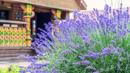 Domowy nawóz do lawendy wzmocni kolor kwiatów i zapach