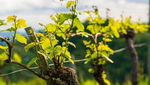 W marcu solidnie obsyp młodą winorośl. Będzie owocować na bogato