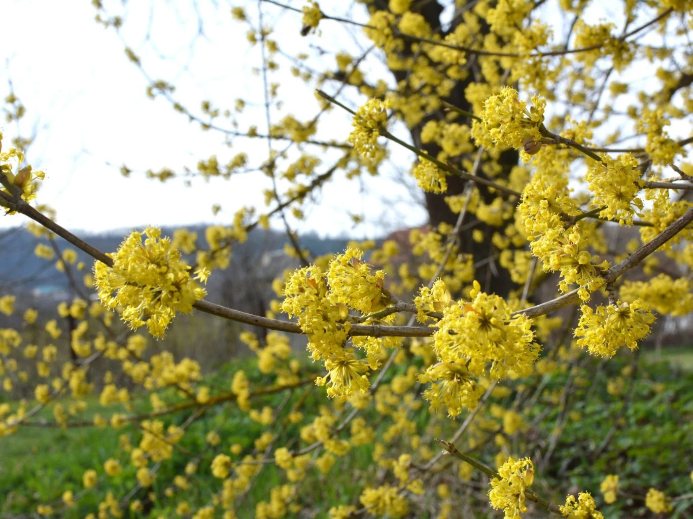 Rozkwitające żółte kwiaty derenia jadalnego na gałęziach, rozmyte tło z fragmentem drzewa i zielonej murawy.