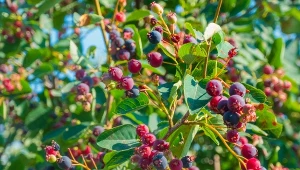 Lepsza od borówki. Nie kaprysi, a owoce ma słodkie jak wata cukrowa