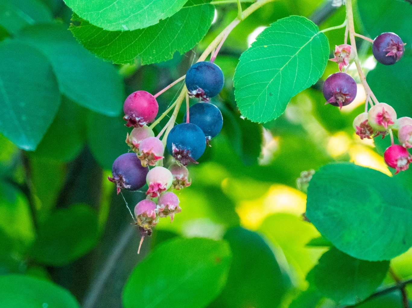 Gałązka z dojrzałymi oraz niedojrzałymi jagodami świdośliwy otoczona zielonymi liśćmi.
