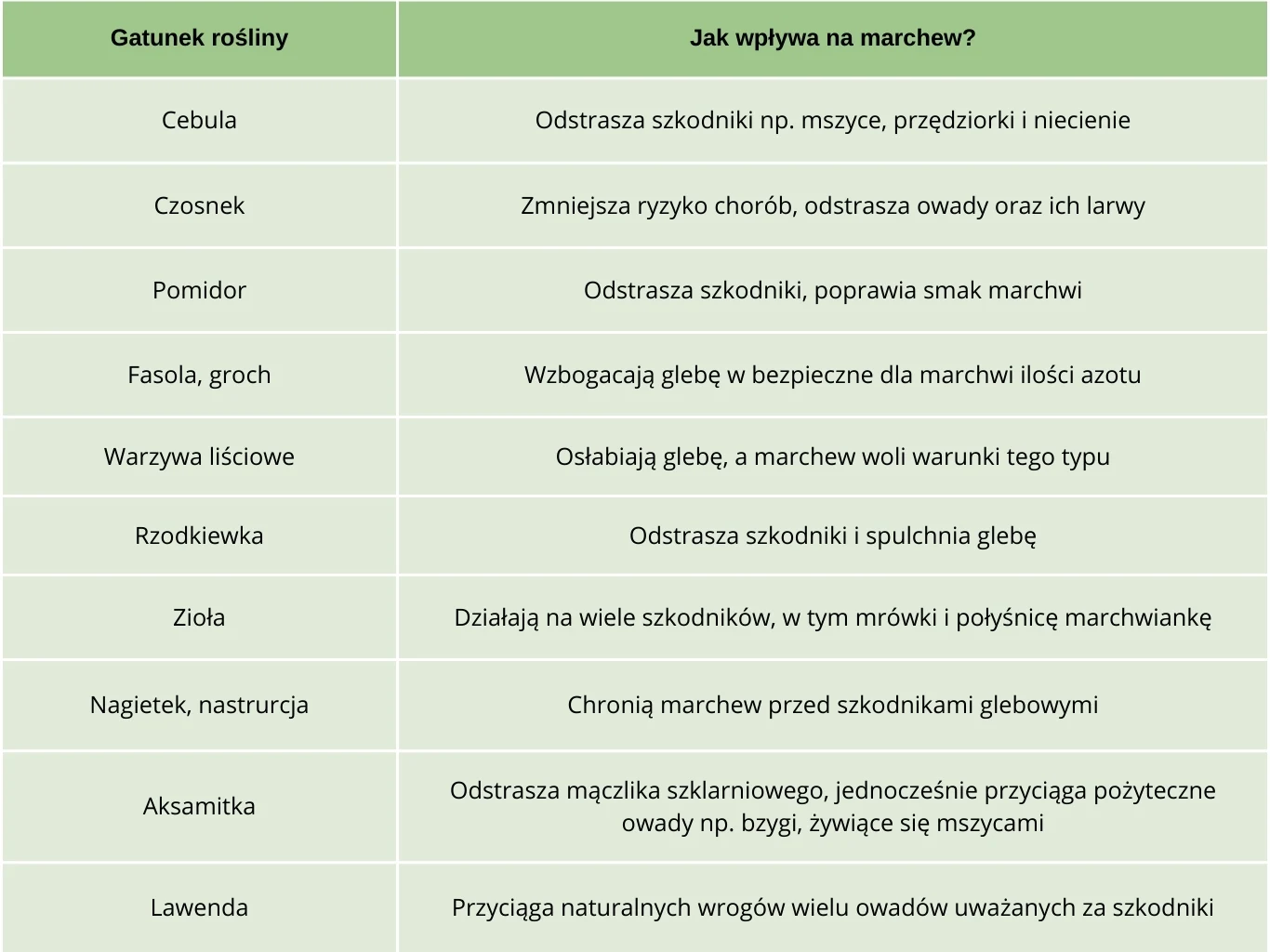 Tabela zestawiająca gatunki roślin uprawianych w sąsiedztwie marchewki oraz ich wpływ na ten gatunek. 