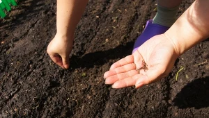 Jak uprawiać marchew, by była słodka i zdrowa? Wybierz dobre sąsiedztwo
