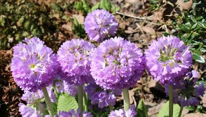 Wygląda jak mini hortensja. Jest prościutki w uprawie i nie kaprysi