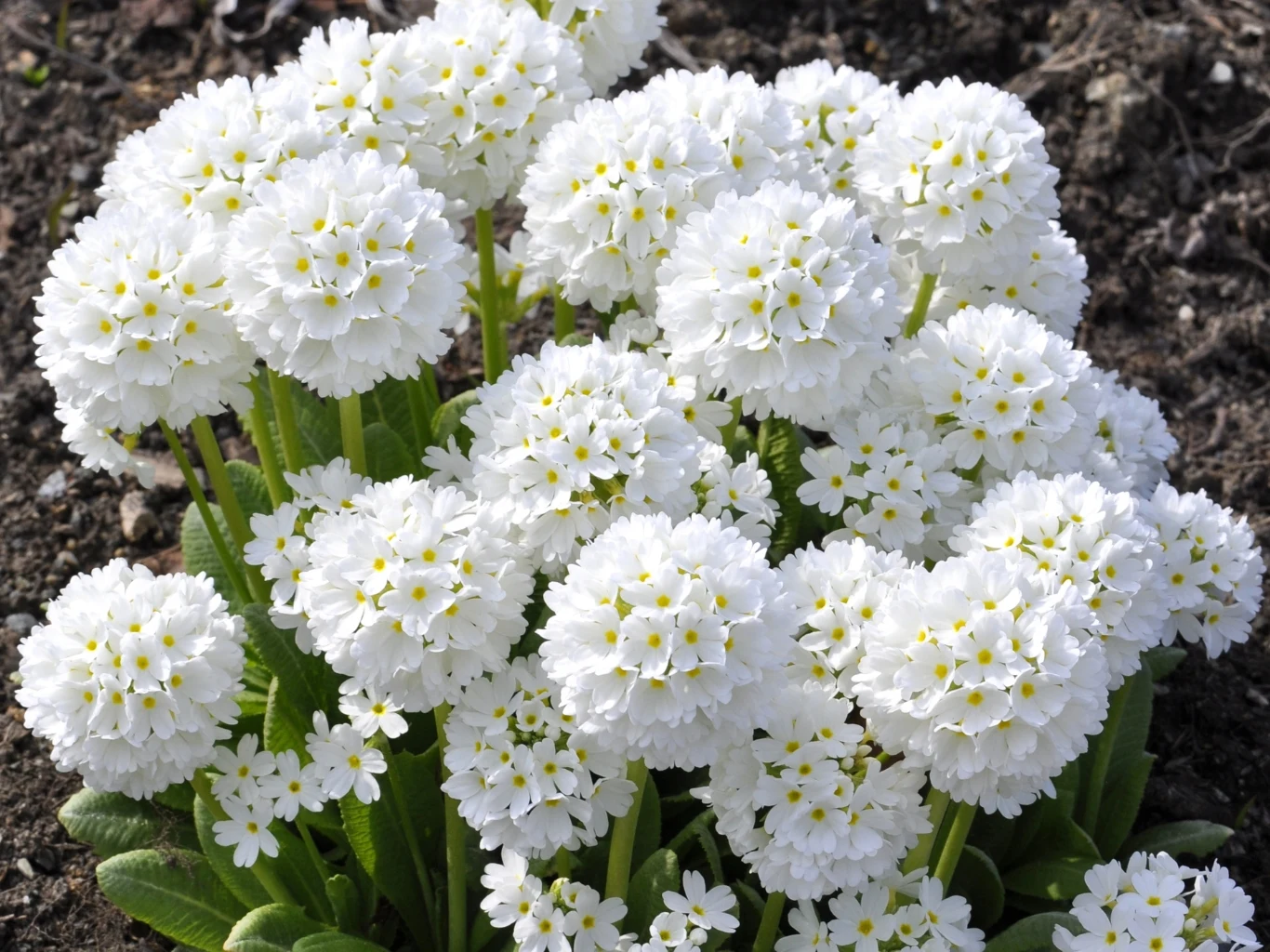 Kuliste, białe kwiatostany pierwiosnka ząbkowanego w ogrodzie