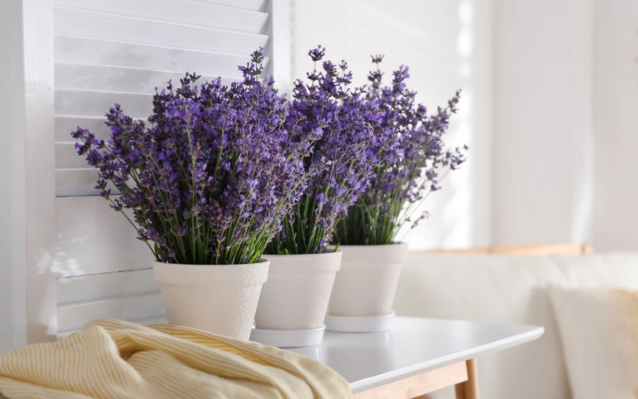 Trzy doniczki z lawendą ustawione w rzędzie na białym stole, w tle jasne żaluzje i fragment kremowej kanapy oraz jasny koc na brzegu stołu.