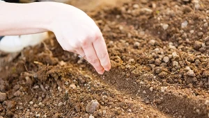 Wiosenne sadzenie bylin. Stworzysz rabatę kwitnącą do przymrozków