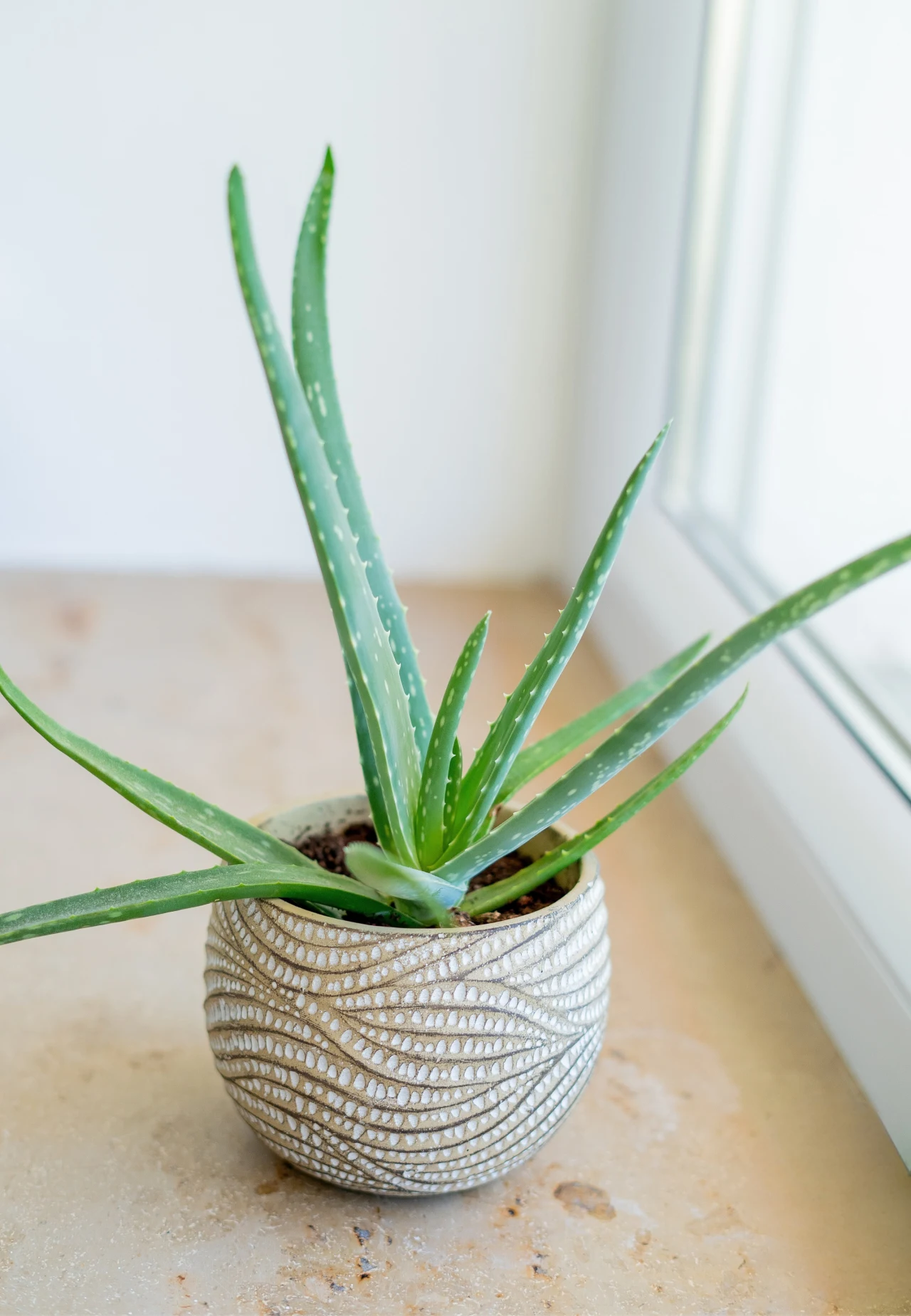 Aloes w ozdobnej doniczce o falistej fakturze ustawiony na jasnym parapecie przy oknie.