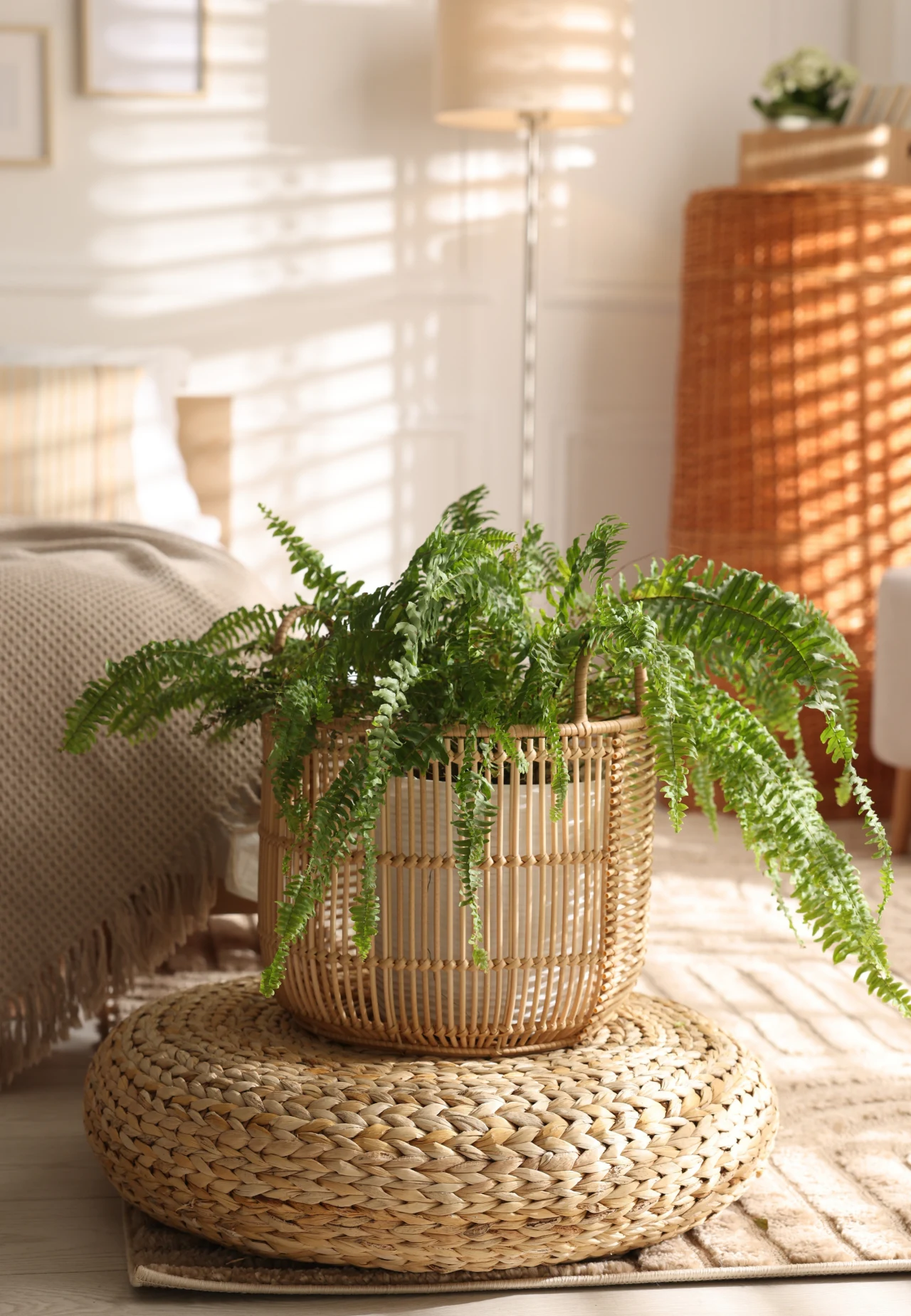 Zielona paproć w plecionym koszu ustawiona na okrągłej, plecionej macie, otoczona miękkim światłem w przytulnym, jasnym wnętrzu z elementami z naturalnych materiałów.