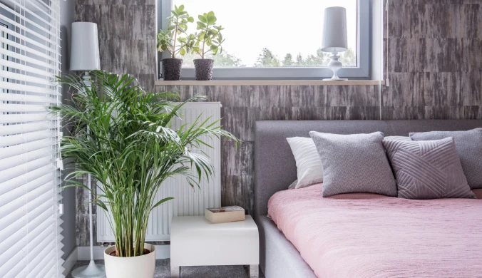 Rśliny, które pomagają poprawić jakość powietrza w sypialni.